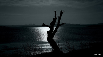 Lonely Tree