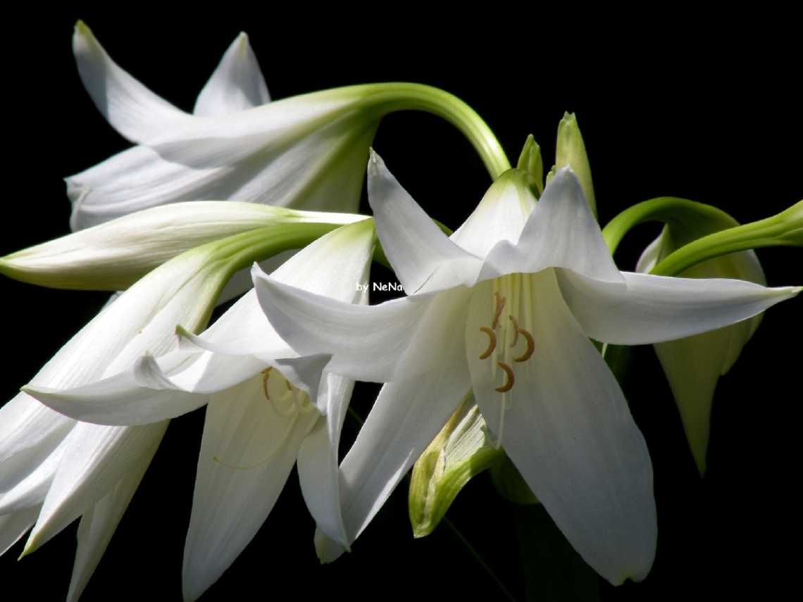 Delicacy