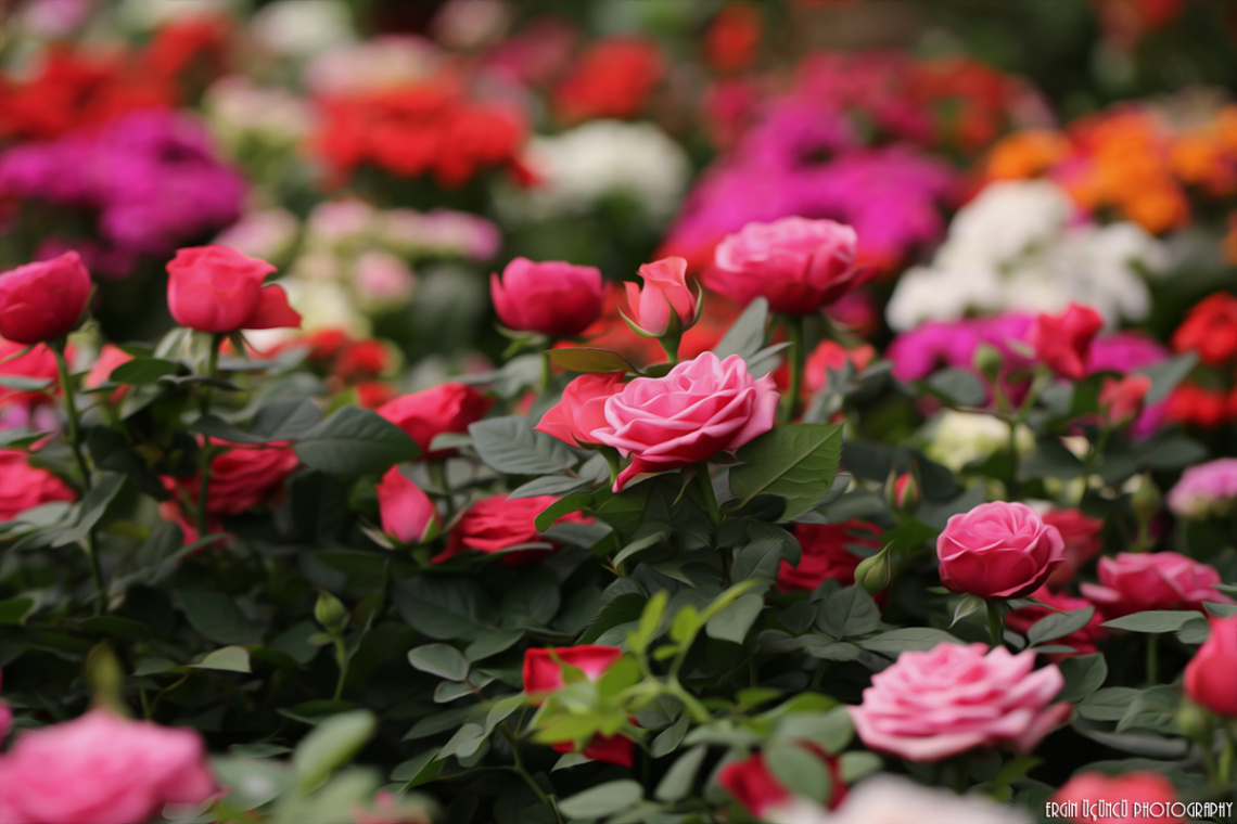 Flower garden