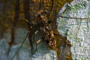 bug life
