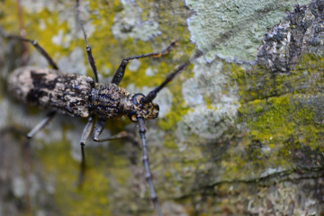beetle horns
