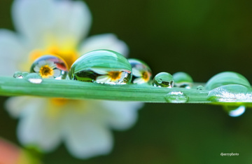 Morning Dew.