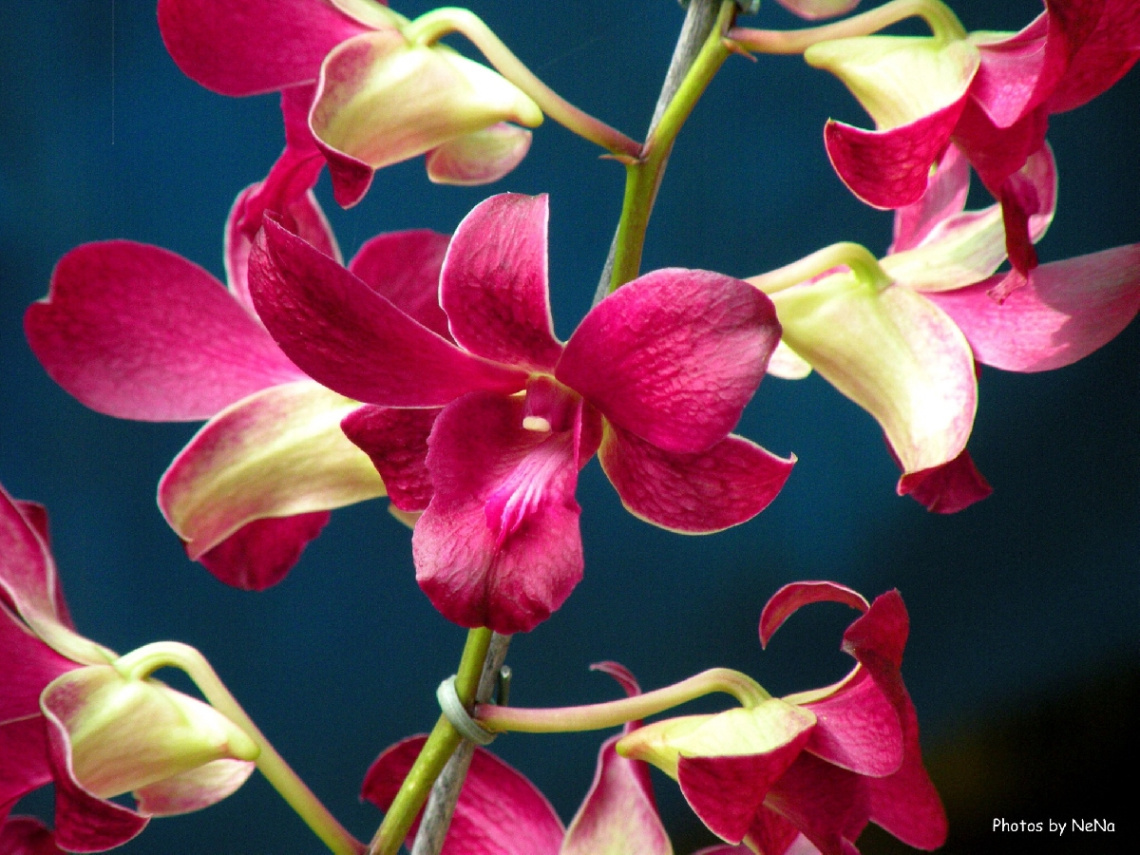 Orchid