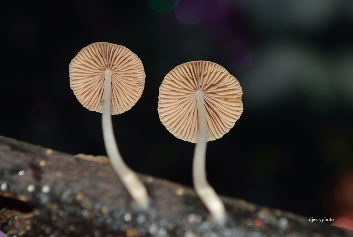 Two fungi