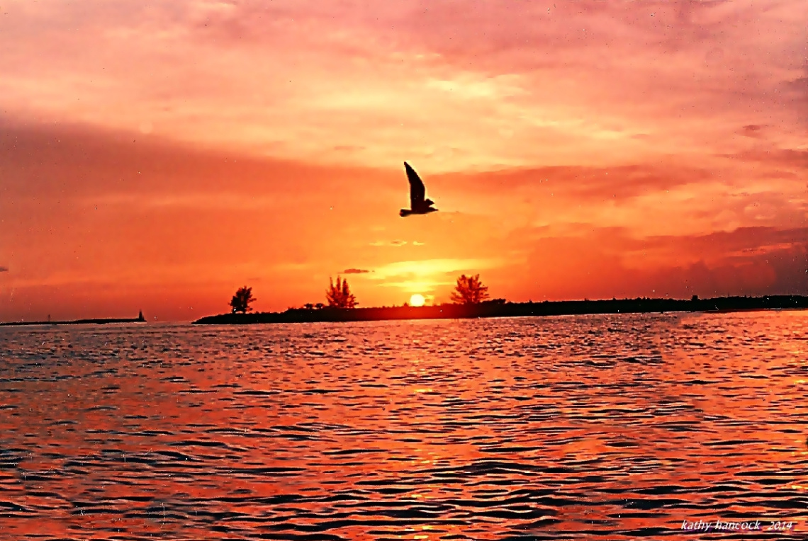 Sunset and Seagull