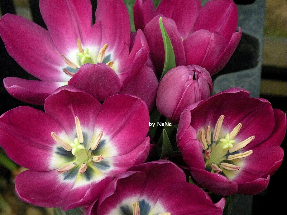 Tulipas