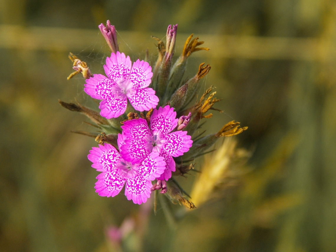 wild flower