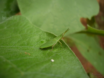 camouflage