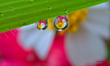 Dews