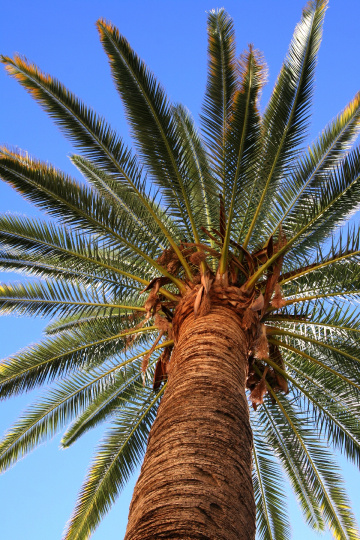 St. Augustine Cathedral Palm Tree In Tucson Arizona