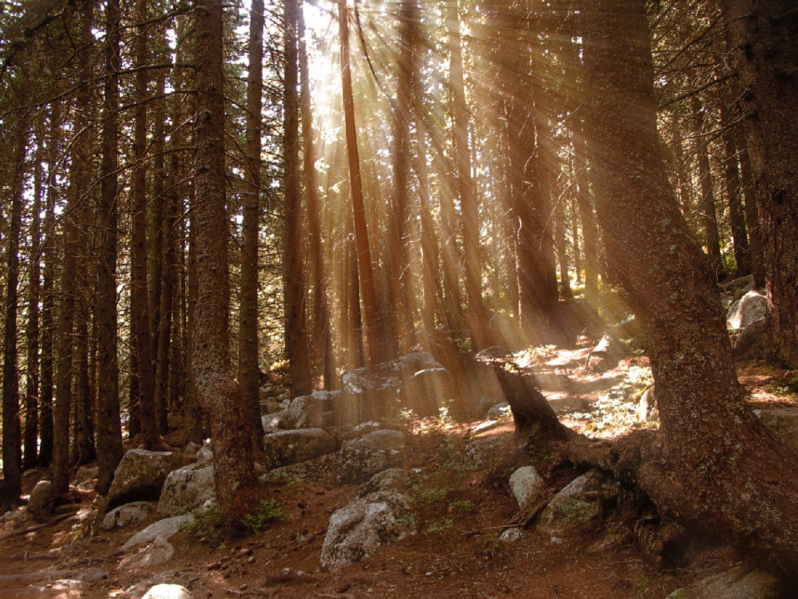 sun rays