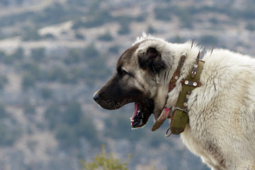 Isırmam