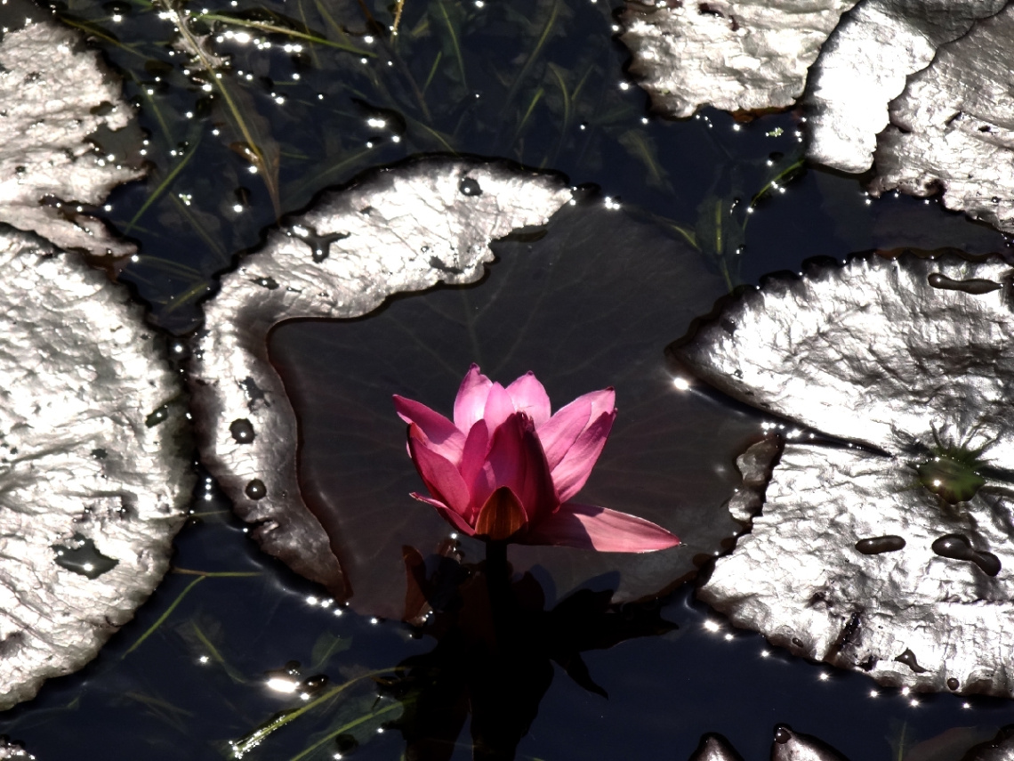 lotus....