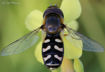 Macro Genus Scaeva