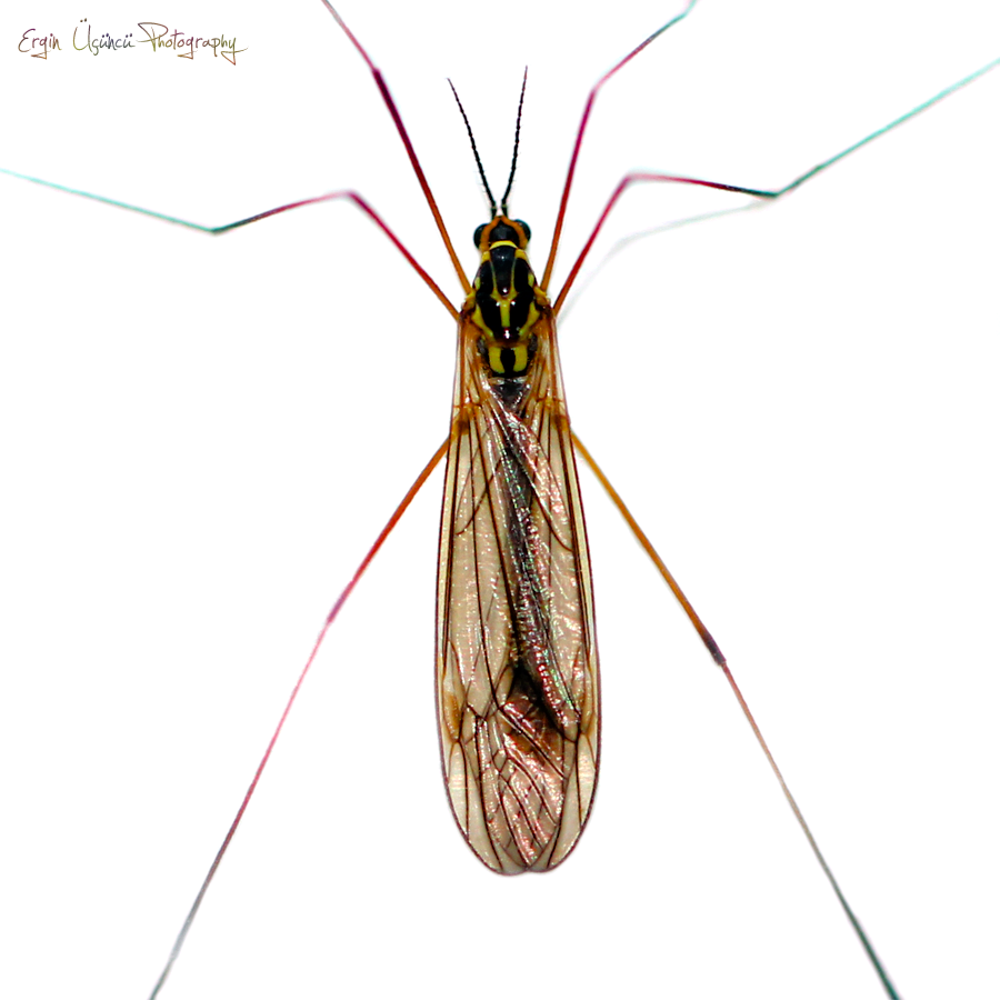 Macro Fly