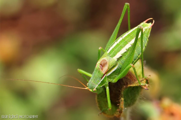 Grasshopper