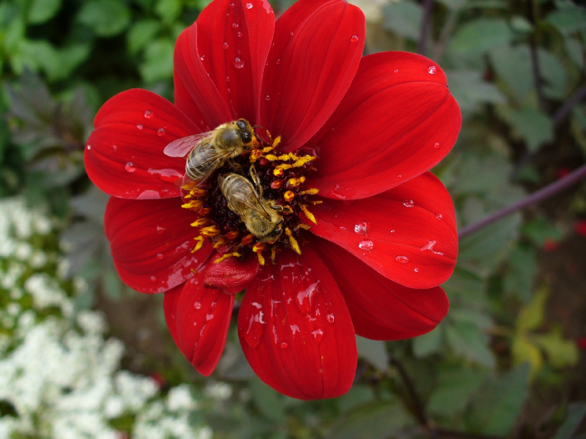 rote Dahlie