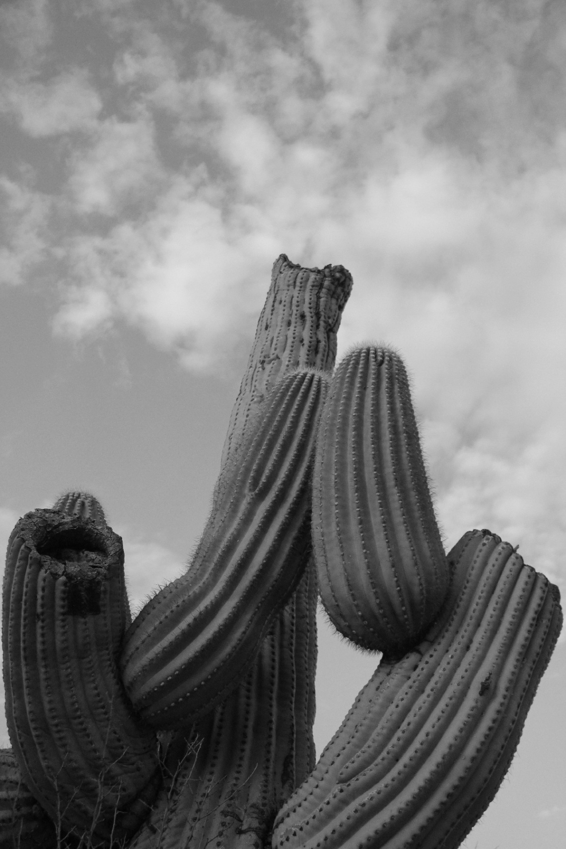 Saguaro Cactus