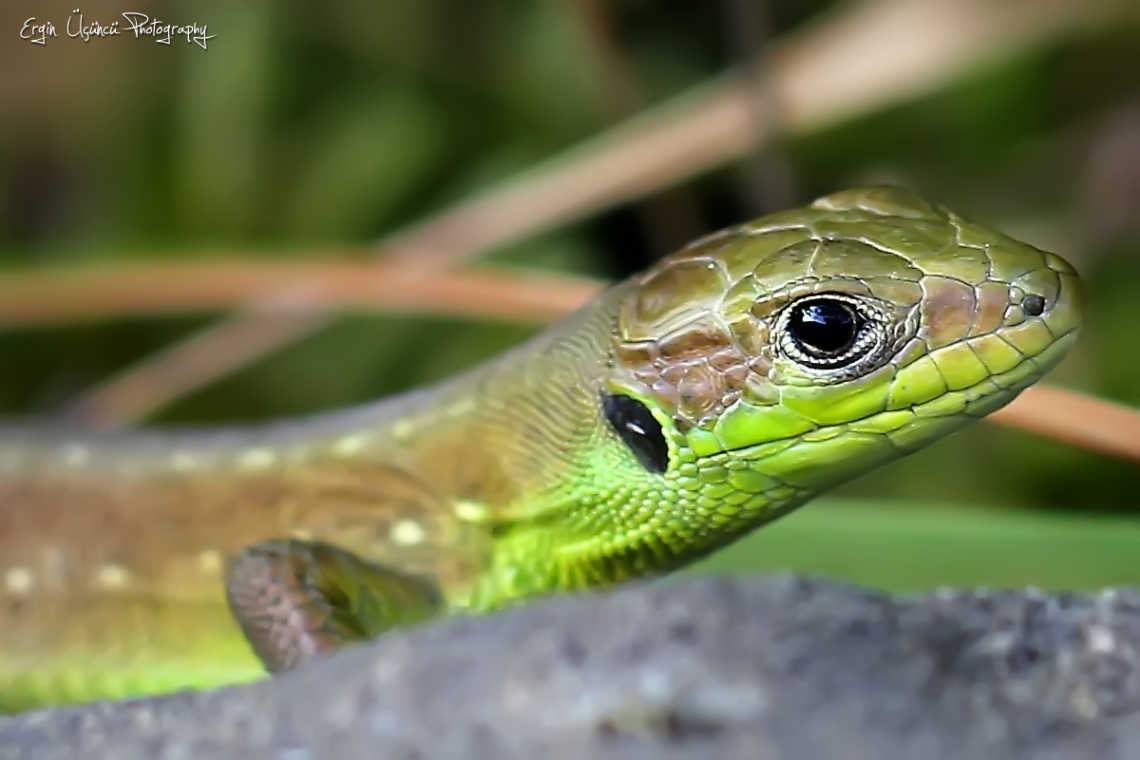 Lacertidae