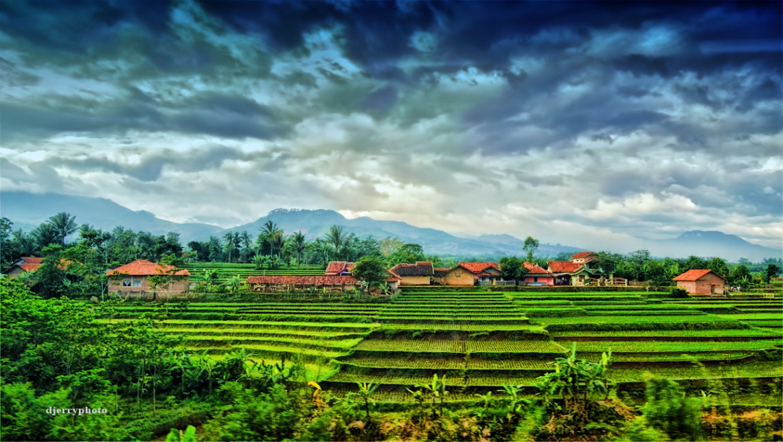 Housing and rice fields