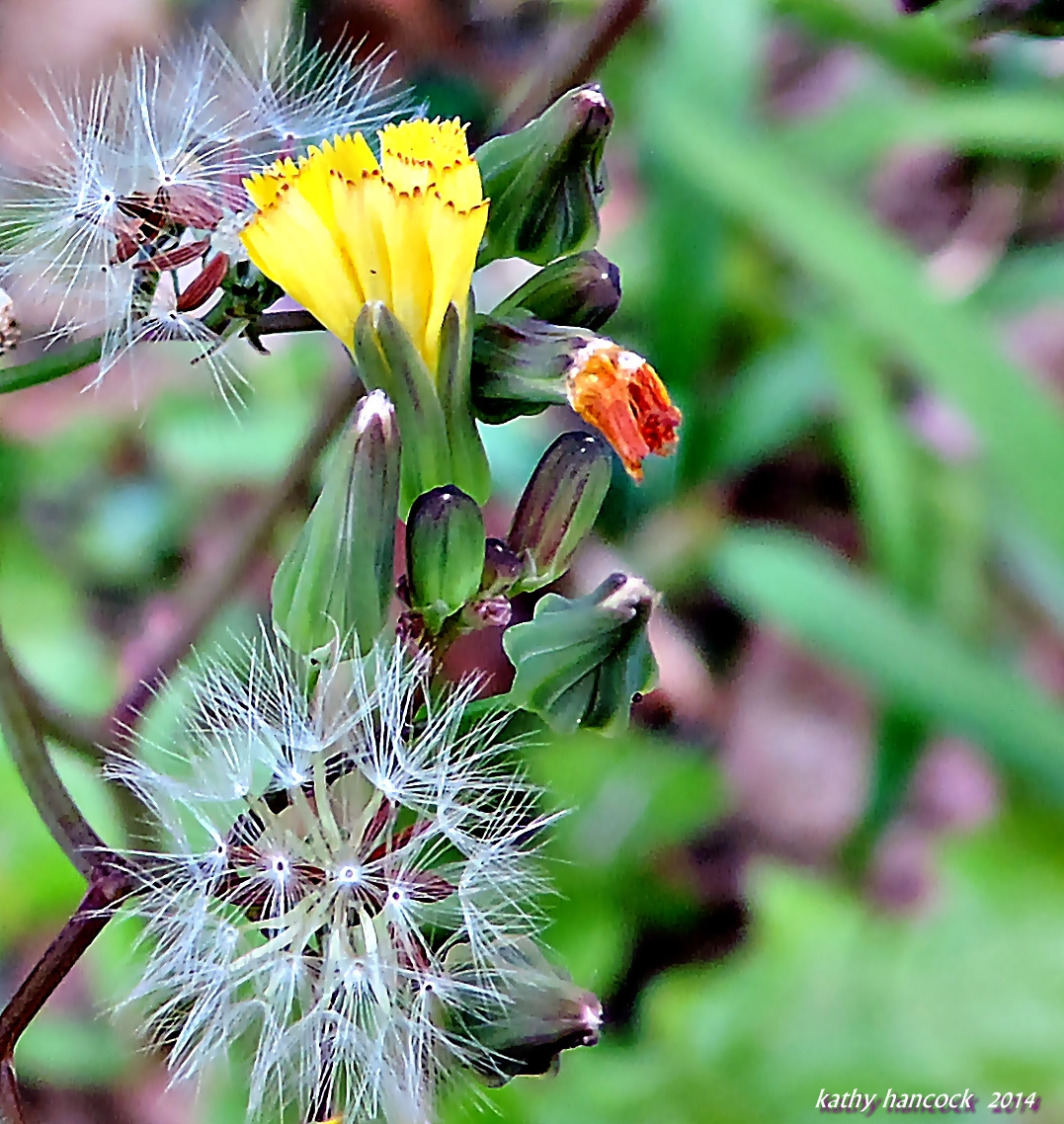 Weed and Seed 