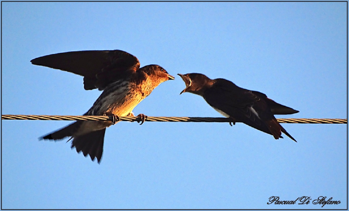 Birdrs Fight