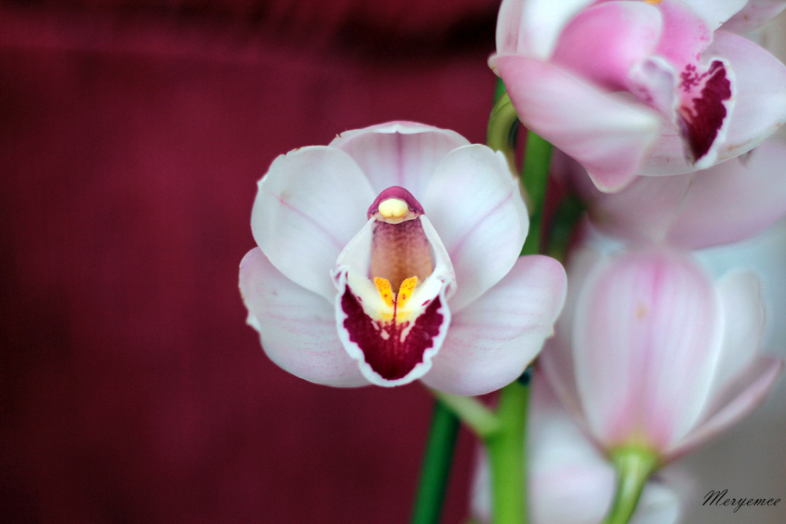 Orchid