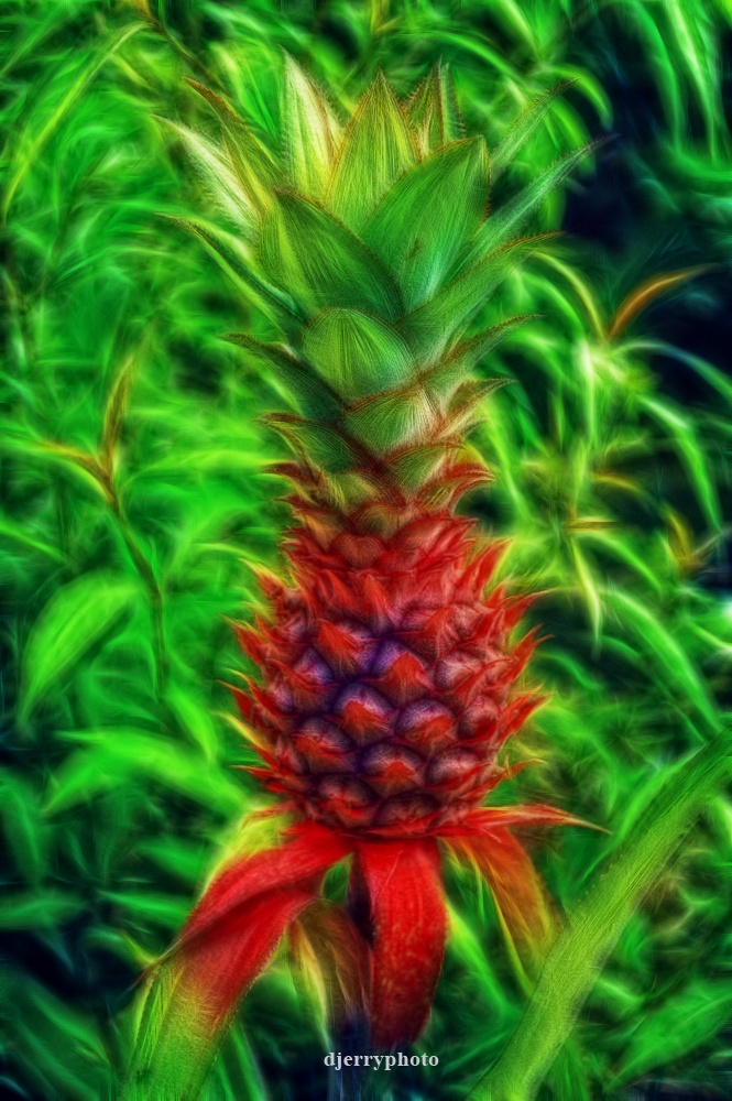Pineapple
