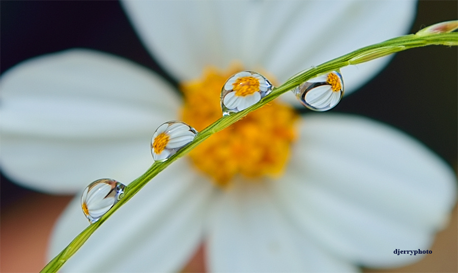 Reflection of flowers