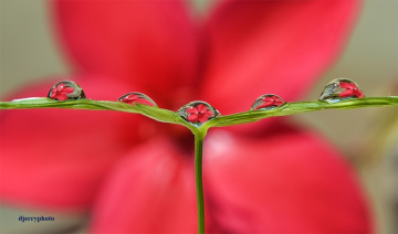 Reflection Of Flowers #2
