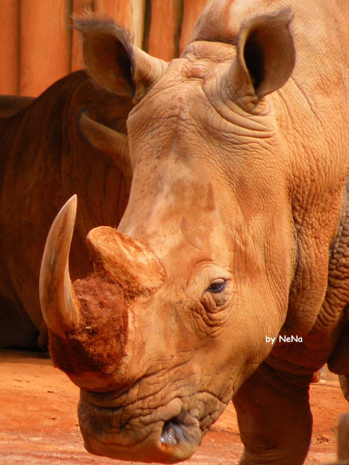rhino