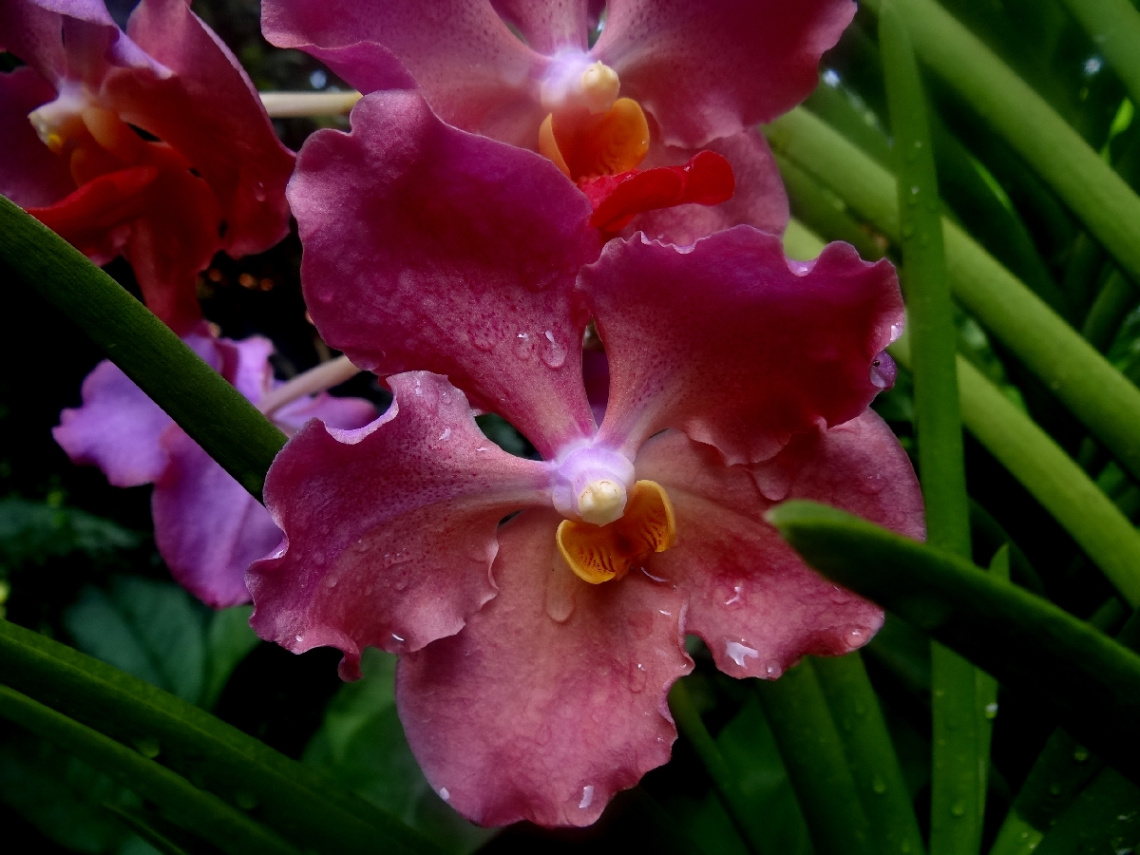 orchid....