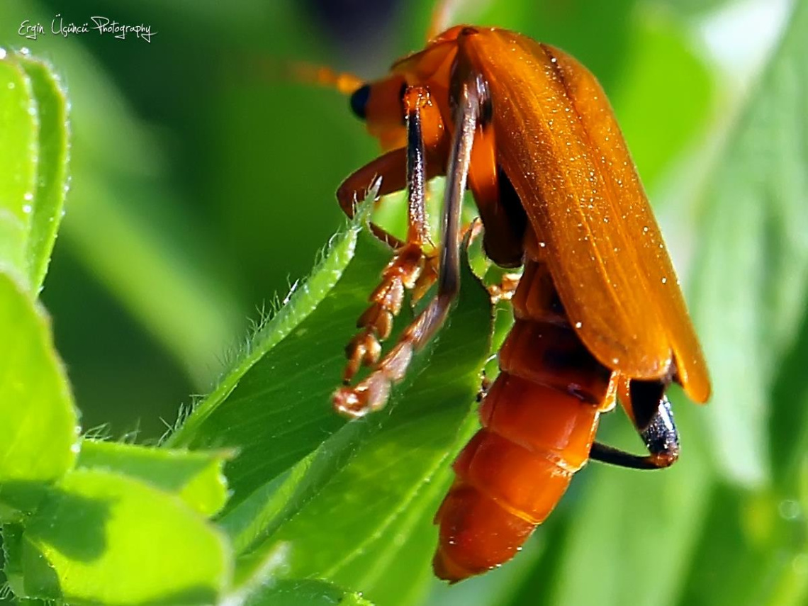 Macro Photography