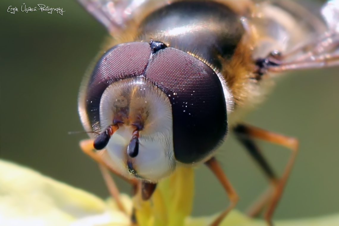 I Love Macro
