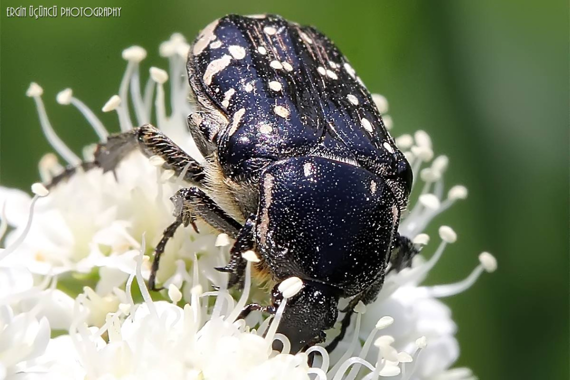 Macro