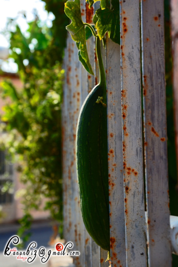 Lif Sarmaşığı ( ağacı )