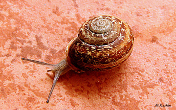 Salyangoz