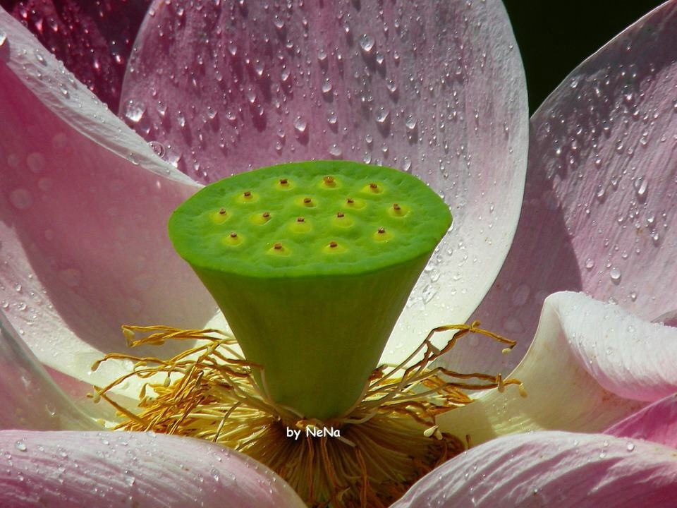Lotus çiçeği
