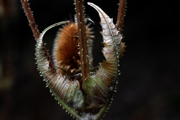 deve dikeni bile olsa....