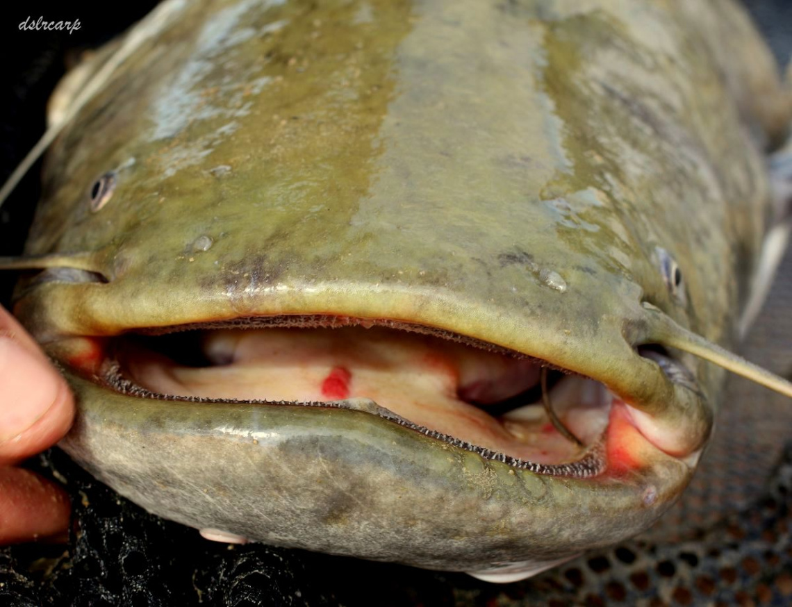 Cat Fish II