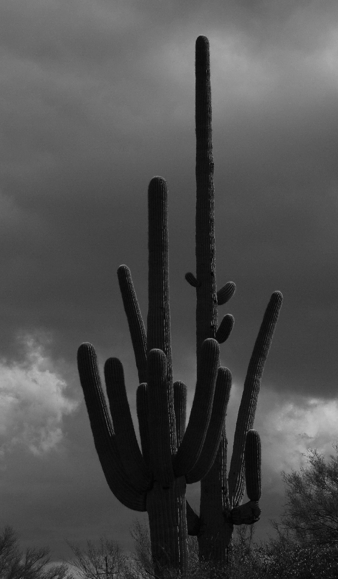 Saguaro Cactus From The Sonoran Desert Of Arizona