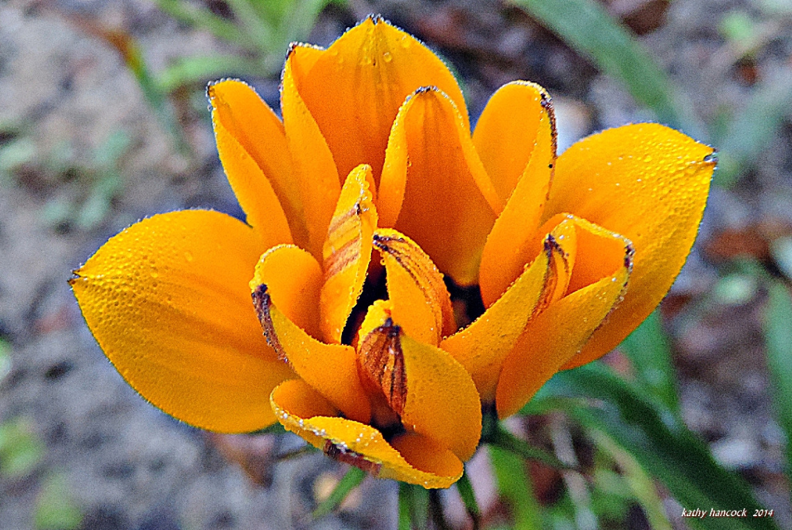 Wet Gazania ~ Opening