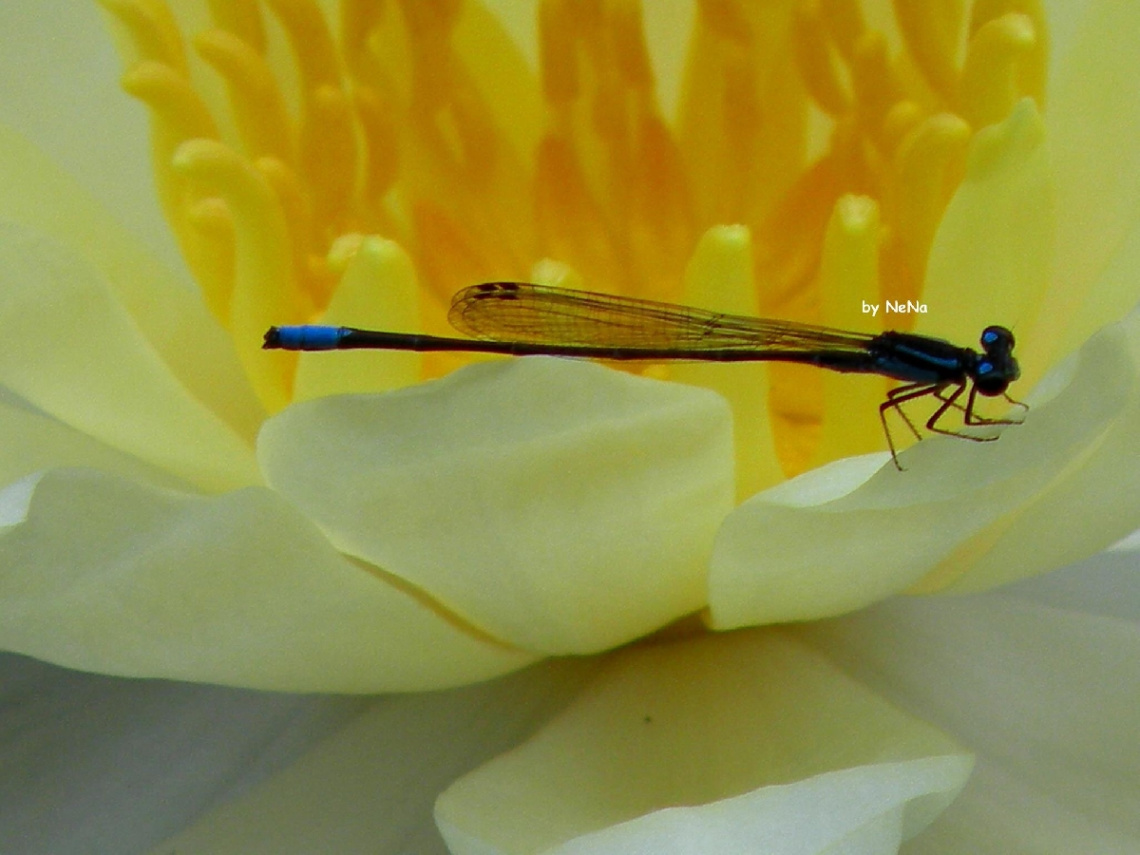 Simply delicate