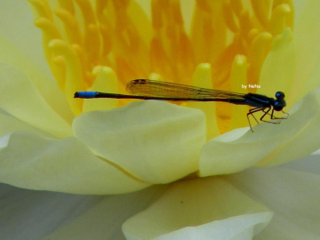 Simply delicate