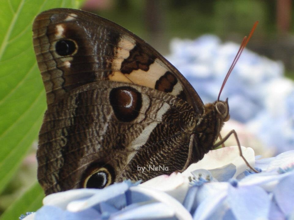 OWL Butterfly