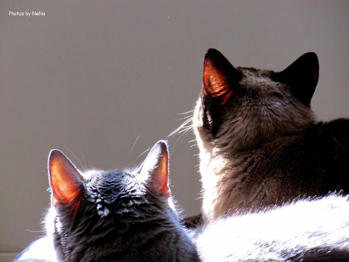 Looking at the bird