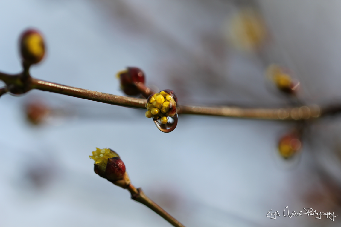Drop