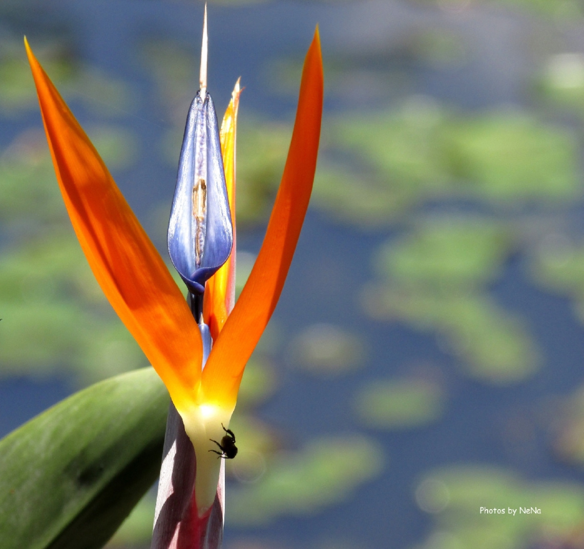 Flower look back