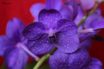 Vanda