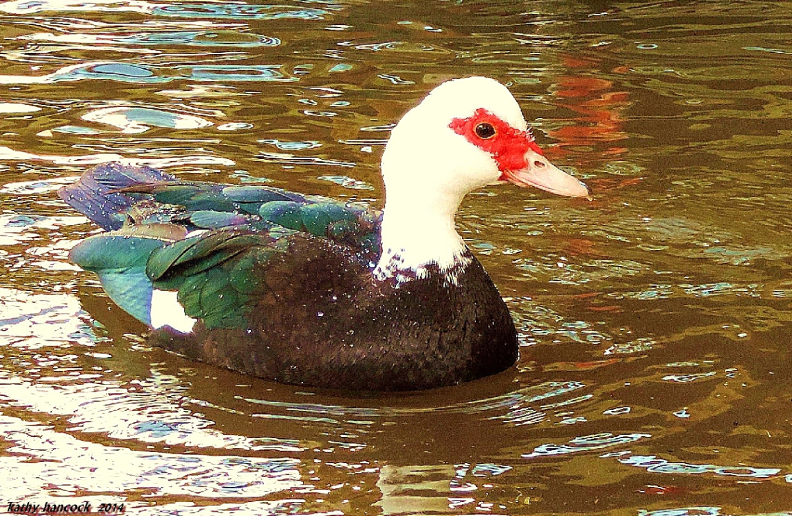 Duck on Fake Lake